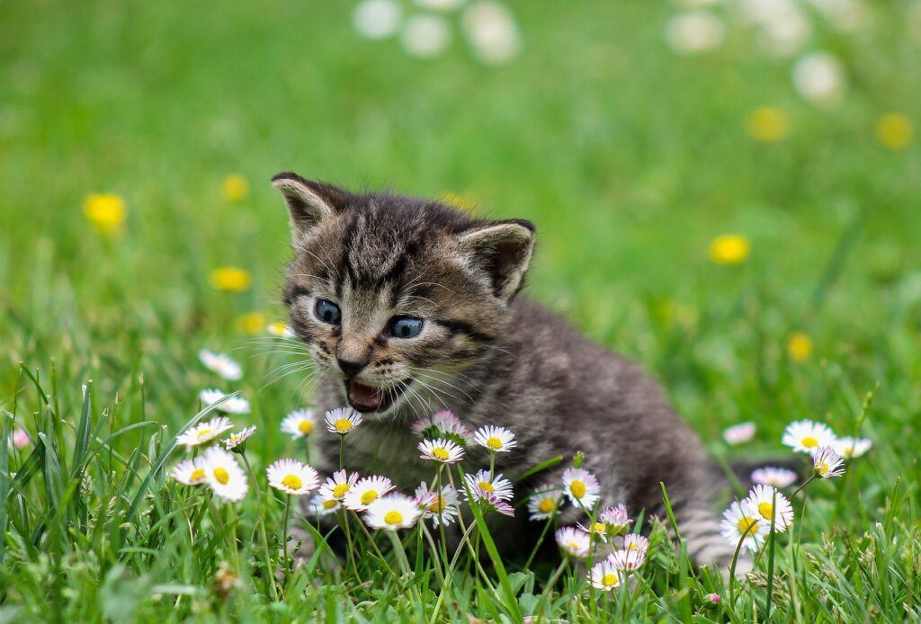 kitty, playful, flower wallpaper